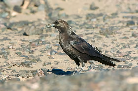 Dokumentasi Corvus ruficollis