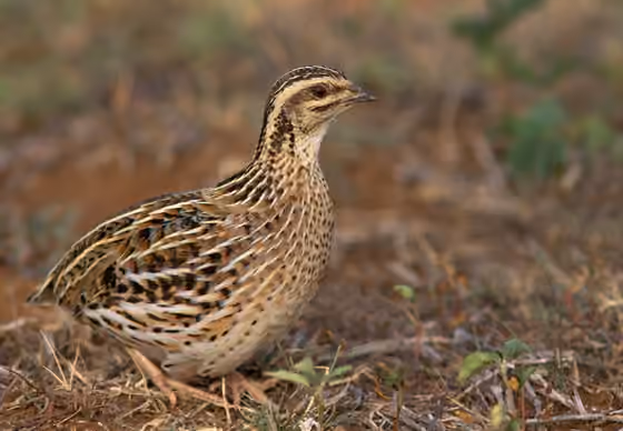 Dokumentasi Coturnix coromandelica betina