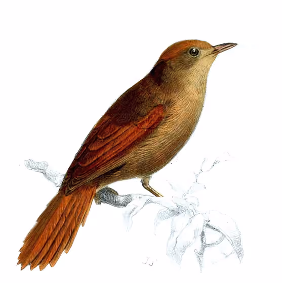 Ilustrasi Cranioleuca curtata