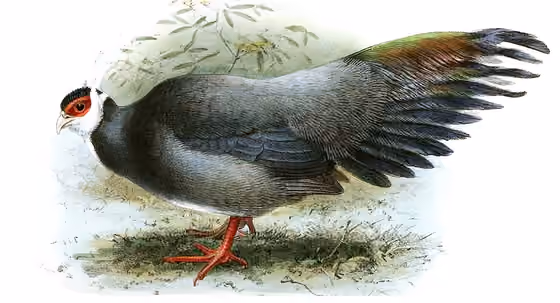 Ilustrasi Crossoptilon harmani